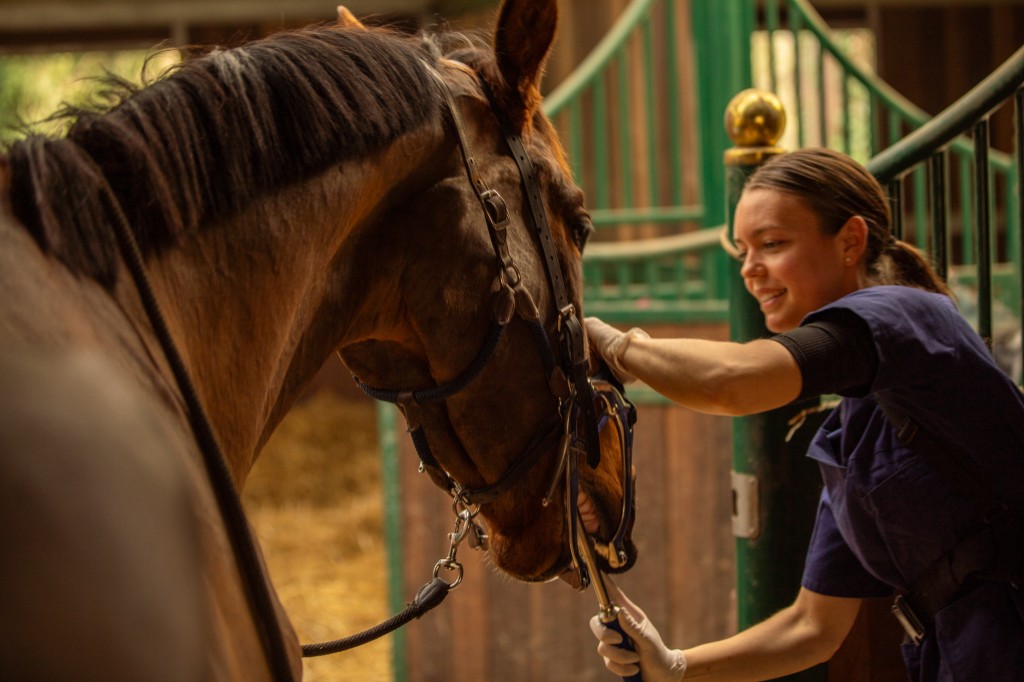 Zoé HOGEDEZ, technicien dentaire équin (dentiste pour chevaux) - soins dentaires à domicile