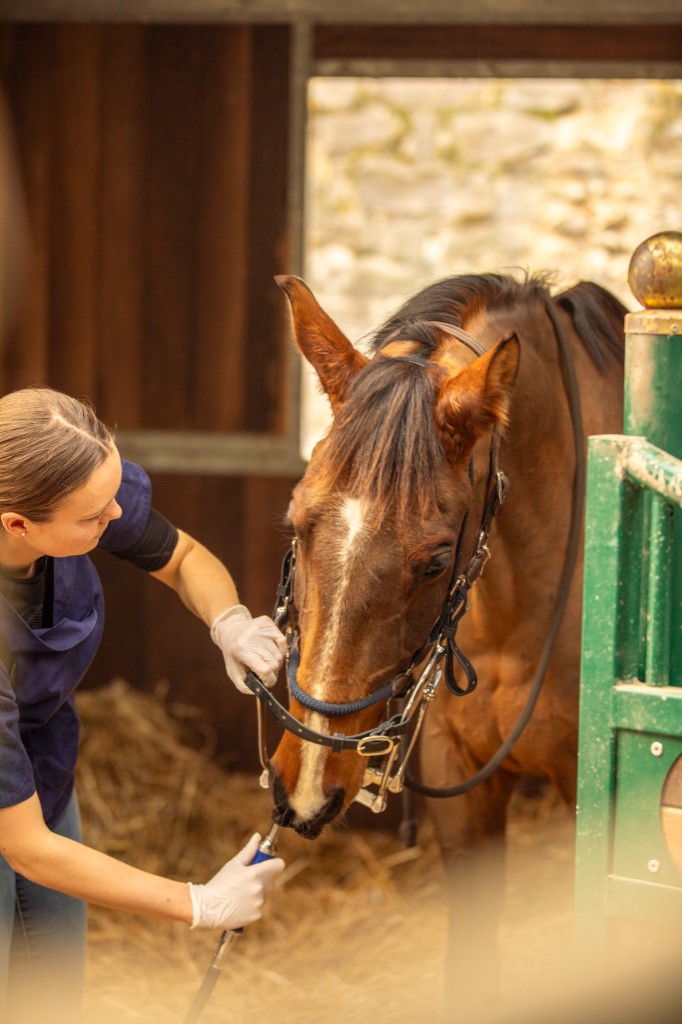 Zoé HOGEDEZ, technicien dentaire équin (dentiste pour chevaux) - soins dentaires à domicile